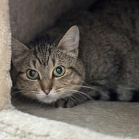Mimine Cab4717, chatte à adopter