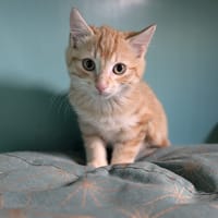 DJOUBA, chat à adopter