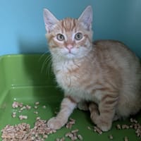 BOGOTA, chat à adopter