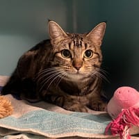 ALPINE, chatte à adopter