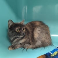 CANELLE, chatte à adopter