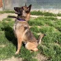 ANAKI, chien à adopter