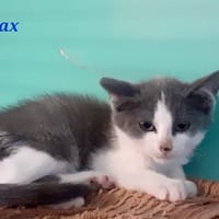 AJAX, chat à adopter