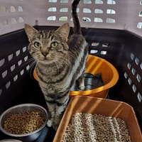 ziggy, chat à adopter