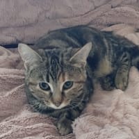 TIXIE, chatte à adopter
