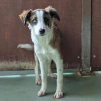 LAÏKA, chienne à adopter