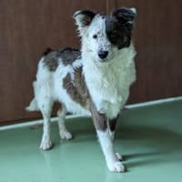 RANGER, chien à adopter