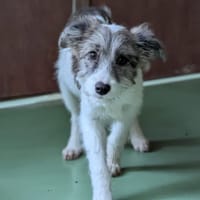 IVY, chienne à adopter