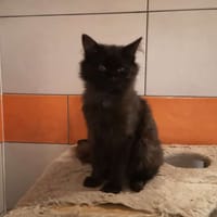 ARCHIE, chat à adopter
