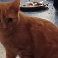 NOE dit Rouquin, chat à adopter