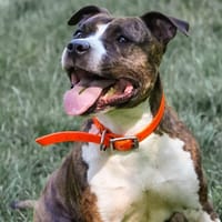 Prada, chienne à adopter