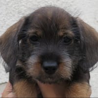 COSMOS, chien à adopter