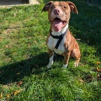 Ginette, chienne à adopter