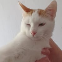 CAJOU dit Crapule, chat à adopter
