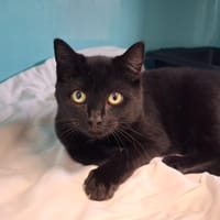 Ariane, chatte à adopter