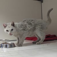 HONDA, chatte à adopter