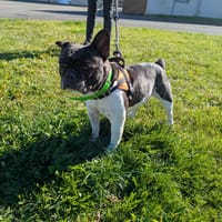 MEMPHIS, chien à adopter