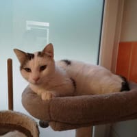 boots, chat à adopter