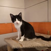 AZOR, chat à adopter