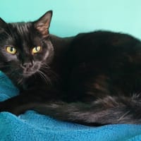 blackpearl, chatte à adopter