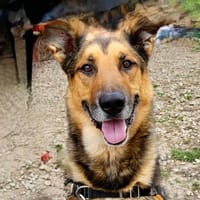 OUPS promis / merci, chien à adopter