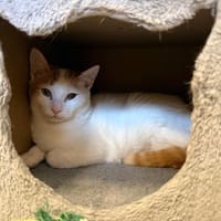 RAZ, chat à adopter