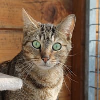 ICHI, chat à adopter