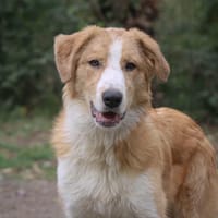 Mawassi (réservé), chien à adopter