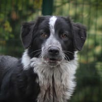 Marotte, chienne à adopter