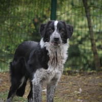 Marotte, chienne à adopter