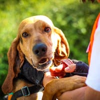 Bruno, chien à adopter