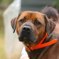 Victor, chien à adopter