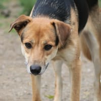 Pitouille, chienne à adopter