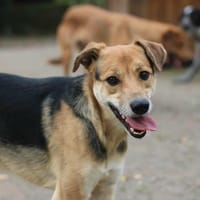 Pitouille, chienne à adopter