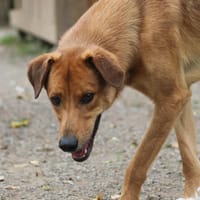 Mouto, chien à adopter