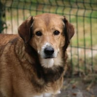 Mocco, chien à adopter