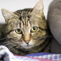 Tykataka, chatte à adopter