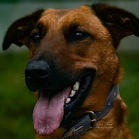 BOUNTY, chien à adopter