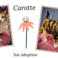 CAROTTE, chatte à adopter