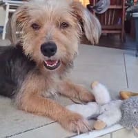 ALOUNA, chienne à adopter