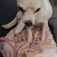Poupi petite chihuahua câline, chienne à adopter