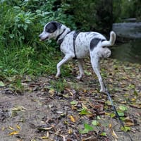 Vador l'adorable petit guerrier tripatte, chien à adopter