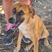 SUSI (Maria), chienne à adopter