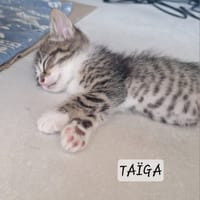 Taïga, chatte à adopter
