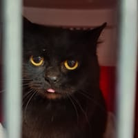 criquette, chatte à adopter