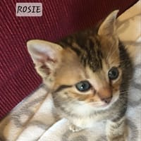 Rosie, chatte à adopter