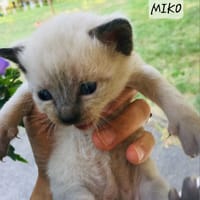 Miko, chat à adopter