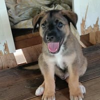 Verso, mâle croisé berger malinois, né le 10/08/2025 🐶, chien à adopter