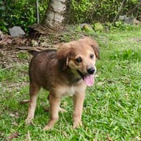 Merlot, mâle croisé berger, né le 14/07/2025 🐶, chien à adopter