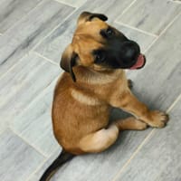 Half, mâle croisé berger malinois, né le 10/08/2025 🐶, chien à adopter